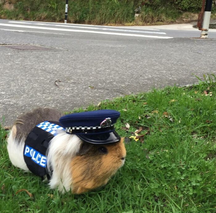 La policía neozelandesa tiene una cobaya como mascota