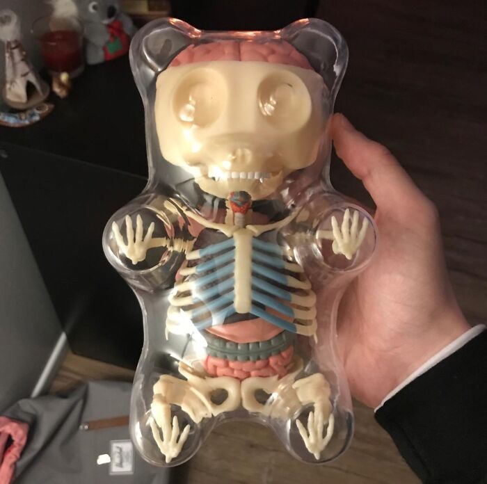 A Gummi Bear Skeleton Anatomy Model Kit Is The Perfect Way To Satisfy Your Curiosity (And Maybe Your Sweet Tooth) By Exploring The Inner Workings Of Your Favorite Gummy Cand