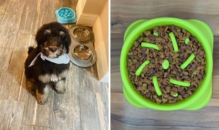 No More Scarfing Down Kibble In Seconds! These Slow Feeder Dog Bowls Make Every Meal A Challenge, Promoting Healthier Eating Habits And Better Digestion