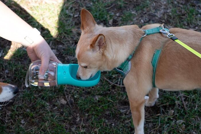 Your Pup Will Be Wagging Their Tail With Joy When They See This Stylish And Functional Portable Water Bottle - It's The Perfect Way To Keep Them Hydrated In Style