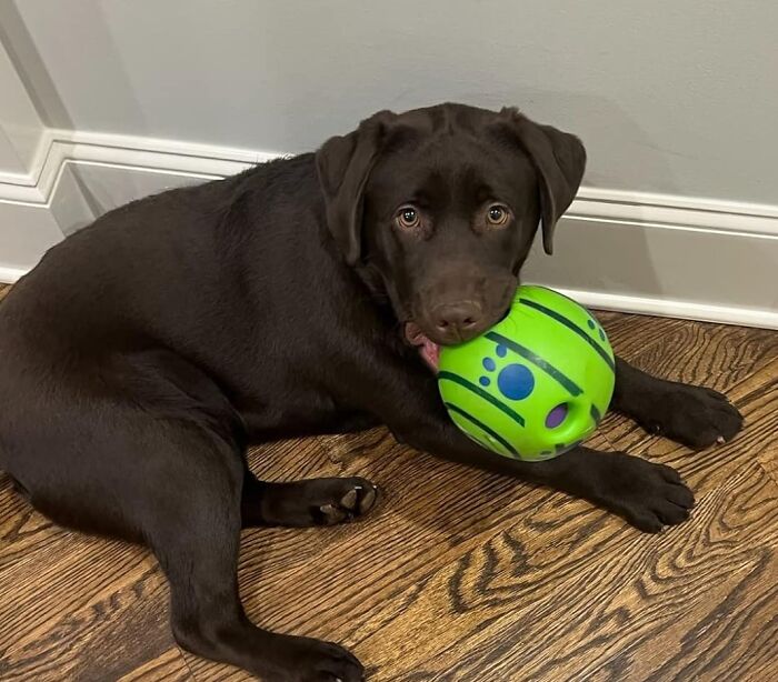 The Wobble Wag Giggle Ball Is The Hilarious, Battery-Free Way To Keep Your Pup Entertained For Hours. Its Unpredictable Bounces And Silly Giggles Are Sure To Turn Any Fetch Session Into A Laugh-Out-Loud Good Time!