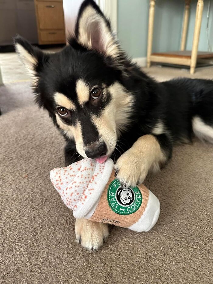  Star Pups Coffee Dog Toy Is The Paw-Fect Way To Let Your Furry Friend Join In On The Pumpkin Spice Latte Craze (Without The Caffeine Jitters)