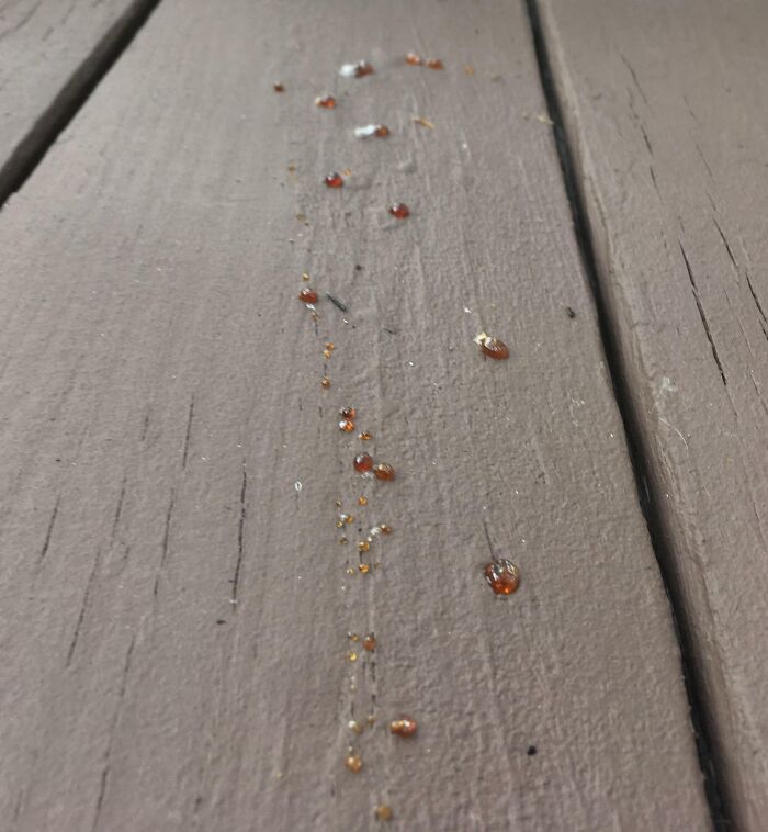 The Heat Today Baked The Pine Sap Out Of My Newly Painted Deck