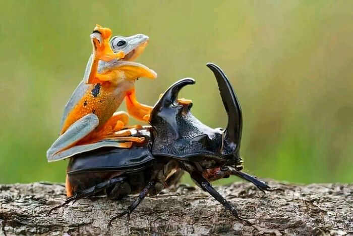 Yee-Haw! Cowboy Frog Enjoys His Own Little Rodeo By Riding A Beetle As It Tries To Fly Away