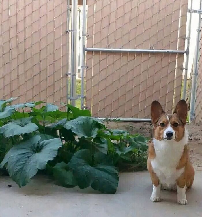 She Ate Pumpkin Seeds, Pooped Them Out, And They Started Growing. Here She Is Sitting Next To Her Work