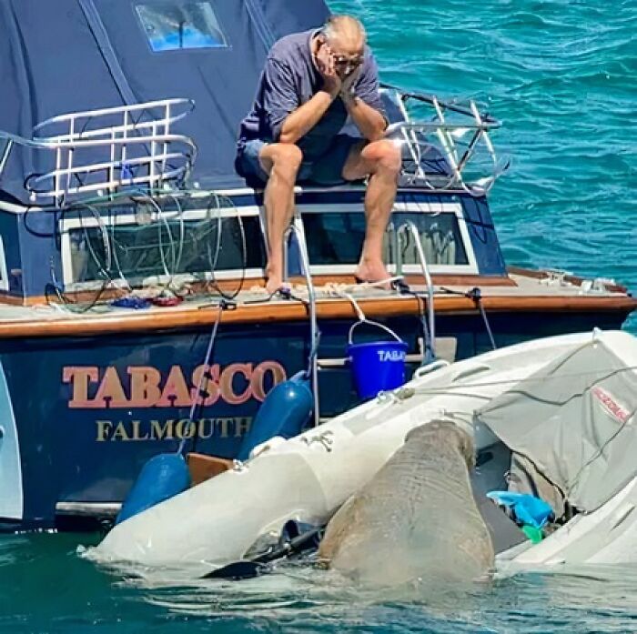 Wally The Walrus Was Given A 'Floating Couch' In Order To Stop Him From Sinking Boats!