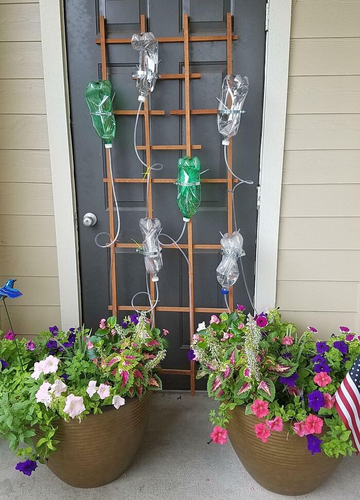 Mi mujer está tan contenta de que su artilugio funcionara después de dejar sus flores solas durante una semana bajo un calor de más de 40 grados en Texas.