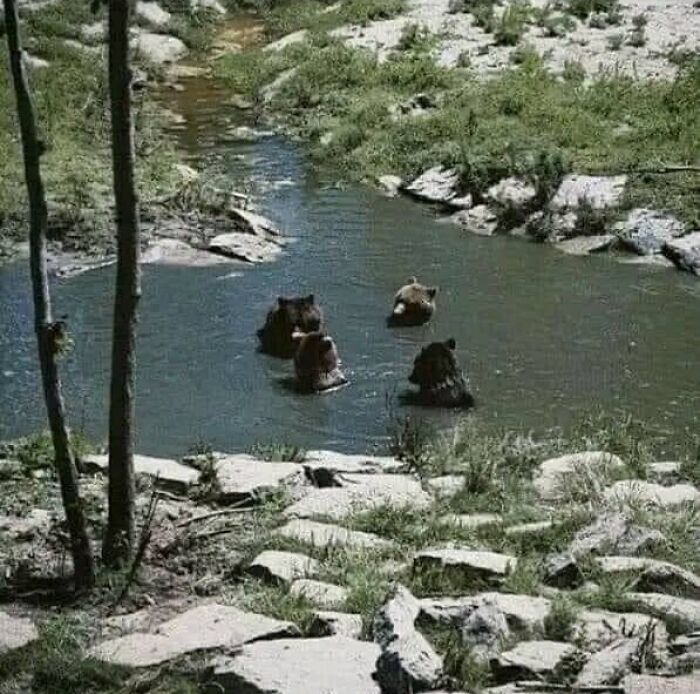 Grupo de osos tomando un baño de relax y comentando sus cosas