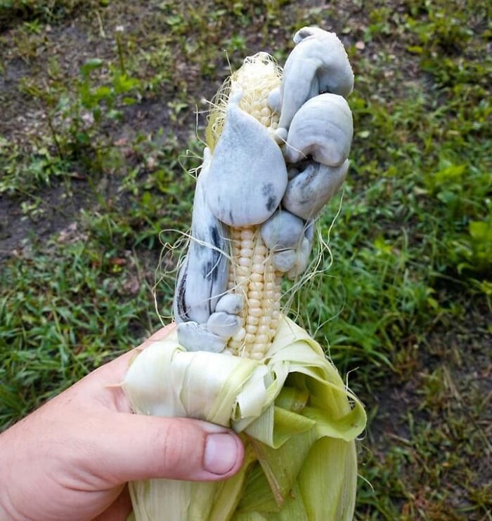 A veces, si el calor es intenso, el maíz puede infectarse con un hongo que hace que los granos se expandan y se conviertan en el delicioso manjar conocido como huitlacoche.