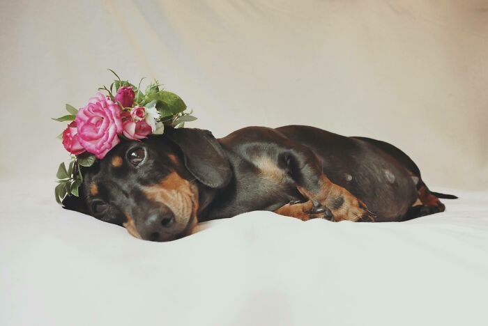 Somebody Did A Maternity Shoot For Their Dachshund