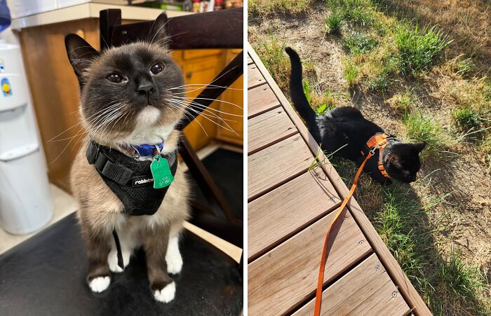 A Rabbitgoo Cat Harness And Leash Is The Purr-Fect Way To Let Your Indoor Adventurer Explore The Great Outdoors Without Turning Into A Feline Houdini