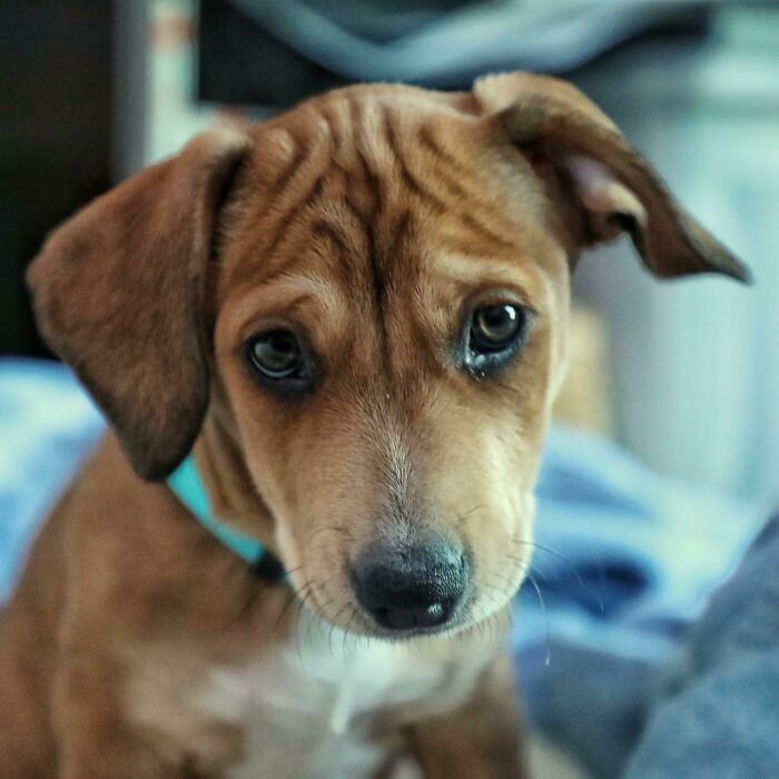 Como padre soltero, tuve que ponerme firme y decirle a mi hija de siete años que no había forma de que tuviera un perro para Janucá, sin importar cuánto lo pidiera. En fin, les presento a Waffle