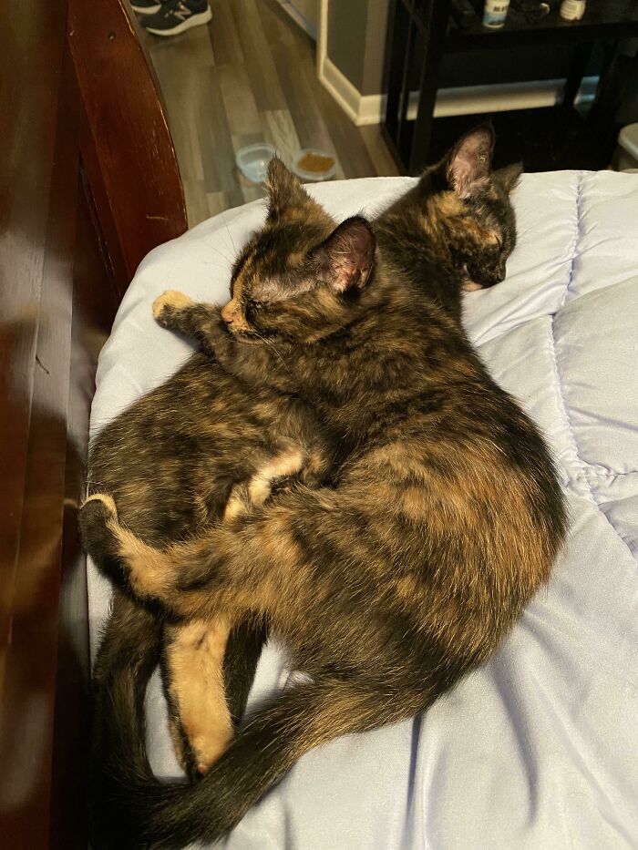 Fui a adoptar un gatito ayer y su hermana empezó a llorar por ella en cuanto se separaron. Así que ahora tengo dos gatitos. ¡La mejor decisión que he tomado!