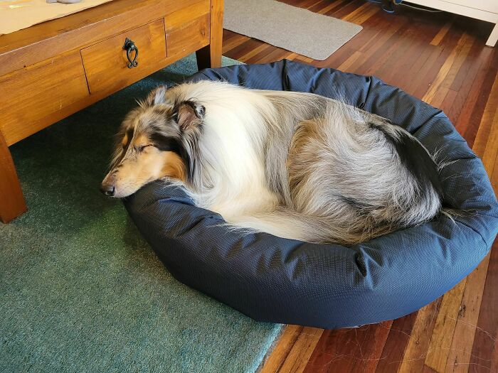 Han pasado 3 meses, pero nuestro perro rescatado ha aprendido que las camas son seguras y cómodas. Después de 5 años solo en un corral de cemento al aire libre, es hermoso verlo tan relajado