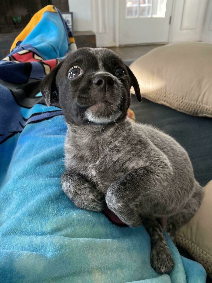 Might Have Adopted A Seal Instead Of A Puppo