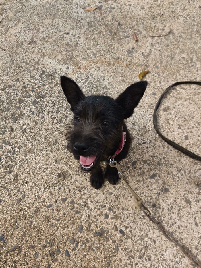 Este es Nazuka, lo rescatamos hace un par de horas. Solía ​​vivir debajo de un auto averiado, lo adoptamos y ahora es el primer perro de mi esposo.