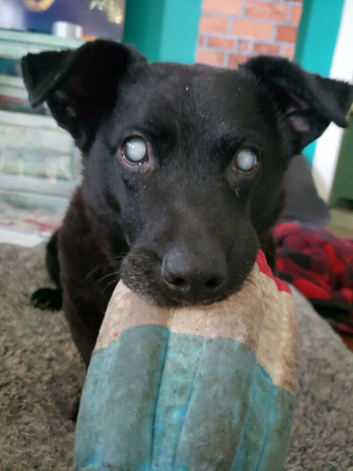 ¡Koda acaba de llegar a su hogar de retiro desde el refugio! Tiene 12 años, es ciega y está muy feliz