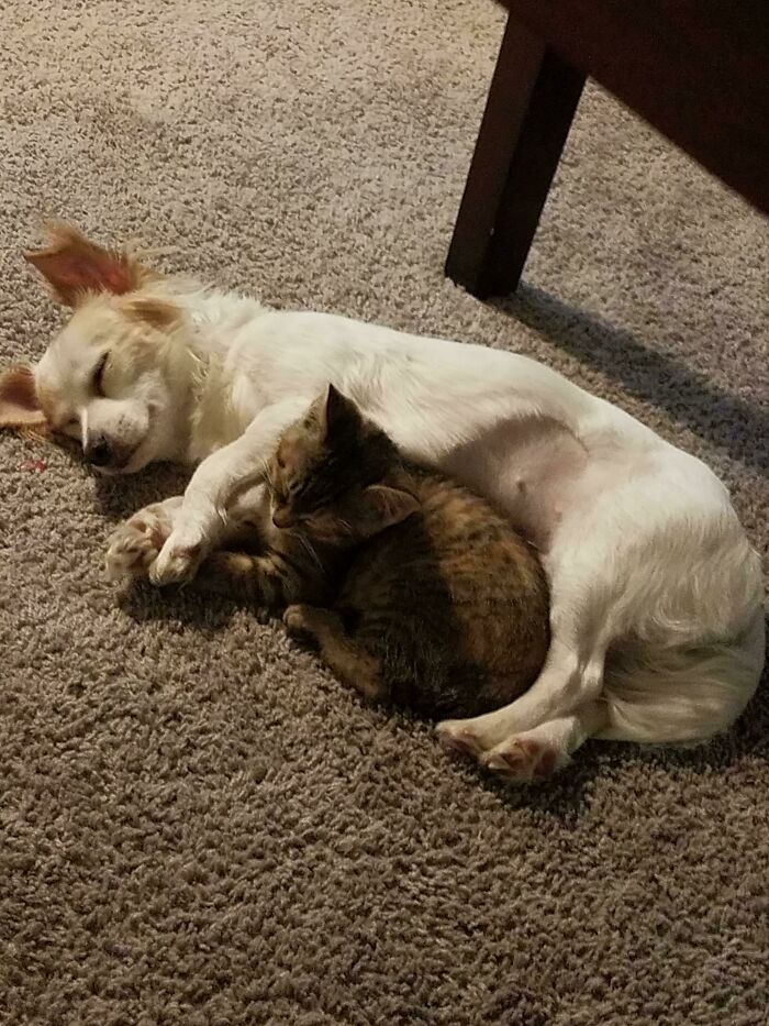 We Were Worried Our Rescue Pup Wouldn't Like Our New Rescue Kitten