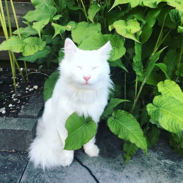 Mi gato Knor dos semanas después de ser adoptado del refugio