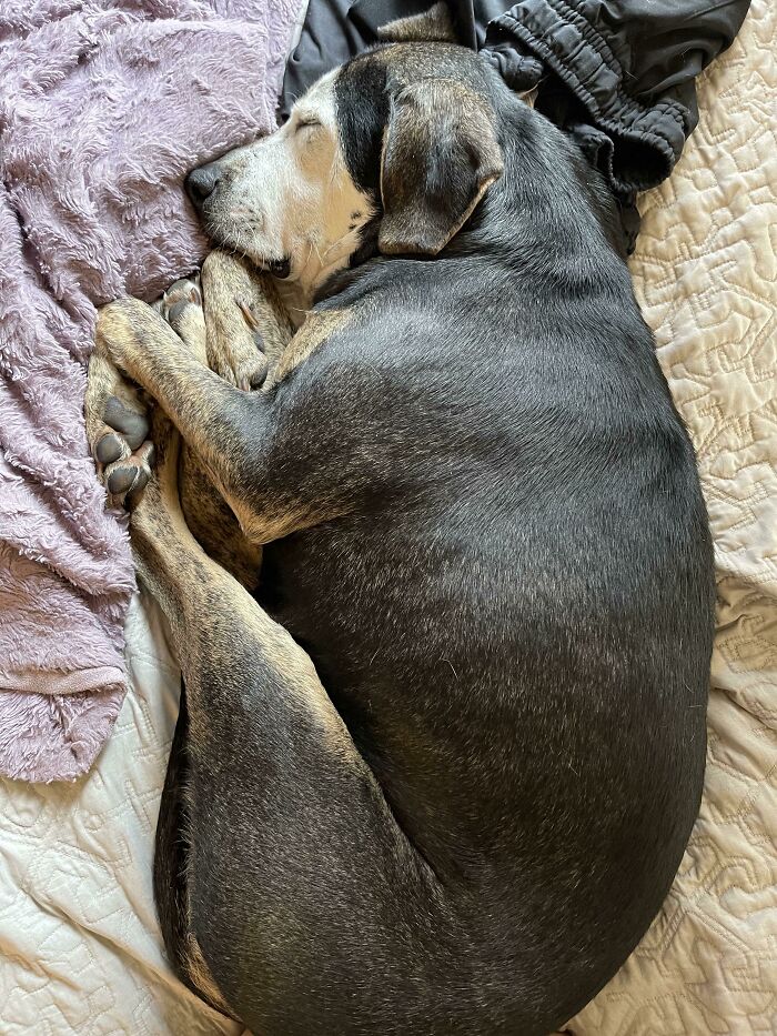 My Foster Dog Had Never Been Indoors Before. This Is Her First Nap, On A Bed, In A Home. ♥️