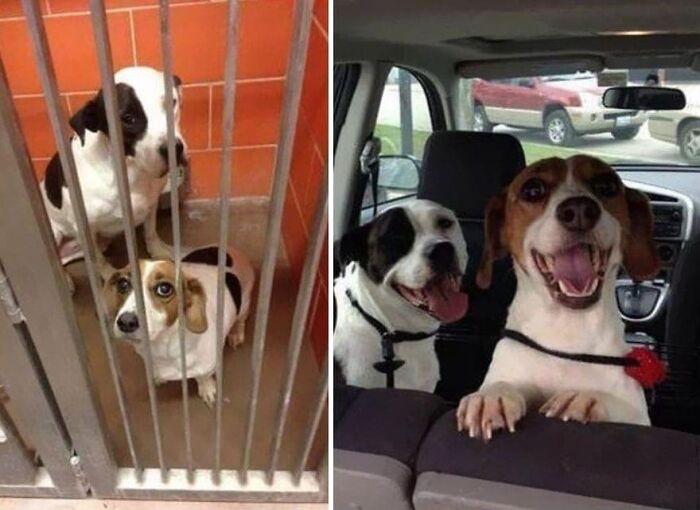 Dos fotos tomadas con una hora de diferencia... Antes y después de la adopción