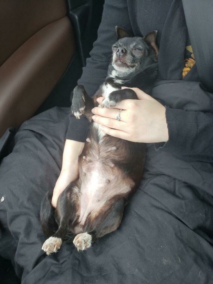 Two Years Ago I Rescued This Pregnant Stray In Texas. We Saw Her In A Parking Lot And Lured Her Into The Car With Chicken From Panda Express. This Is How She Slept The Whole Way To The Vet