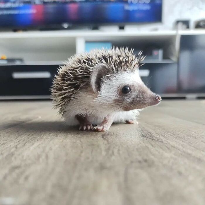 Today We Adopted This Gorgeous Little Hedgehog. 🥰