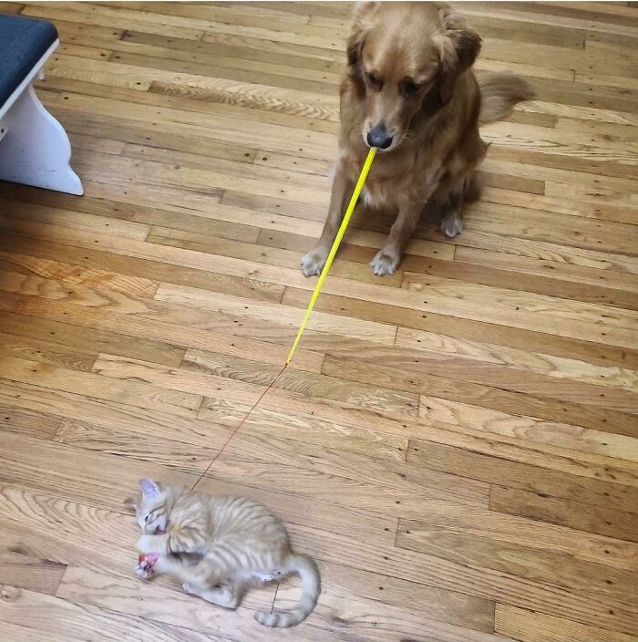 Just Adopted A 13 Week Old Kitten, And His Big Brother (3 Year Old Golden) Is Taking His New Role Very Seriously