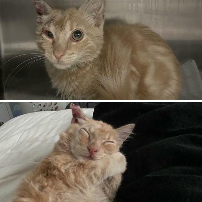 Antes y después de ser adoptado. Conozcan a nuestro nuevo gatito Louie