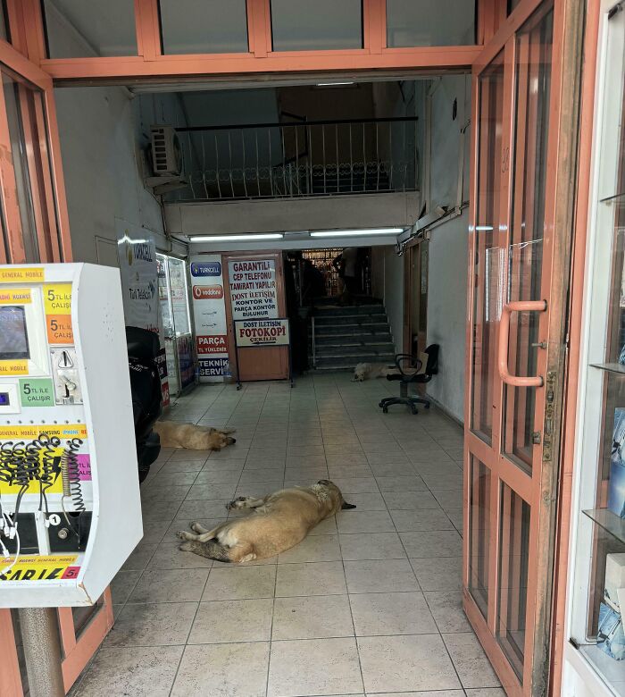 Las tiendas de Turquía abren sus puertas a los perros callejeros para escapar del calor extremo. También hay uno en las escaleras que no se ve bien