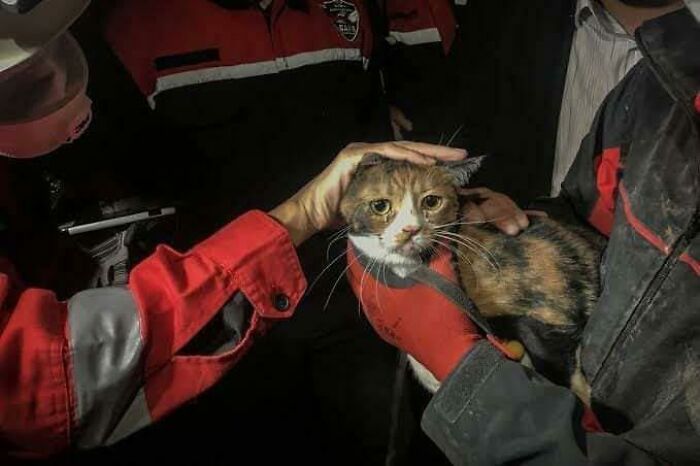 In Malatya Turkey, Search & Rescue Teams Noticed A Cat Constantly Going In And Out Of The Rubbles Of A Collapsed Building. They Followed Her And Opened Up A Corridor Of Life. Two Kids And One Old Lady Were Saved. It Was Revealed That The Cat Lived In That House. ❤️ Search And Rescue Cat