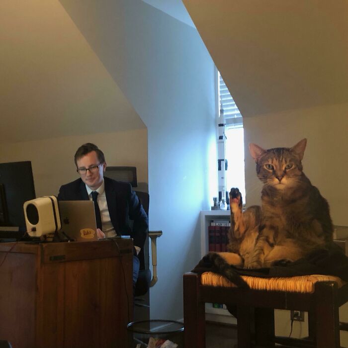 My Cat During My Virtual Swearing In Ceremony. She’s A Sworn Cat Lawyer Now