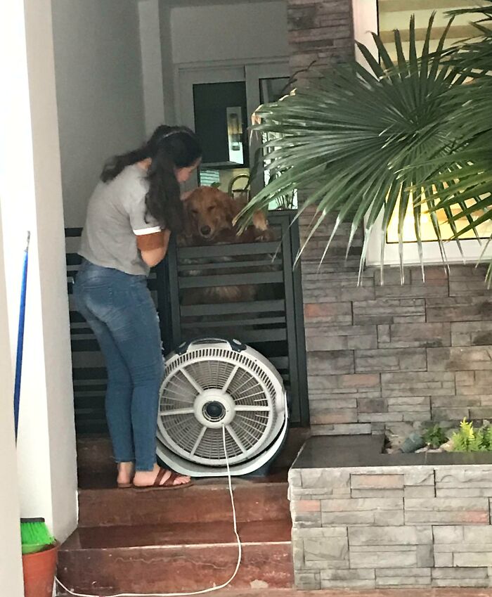 My Neighbors Have A Fan For Their Dog Because We Are Melting