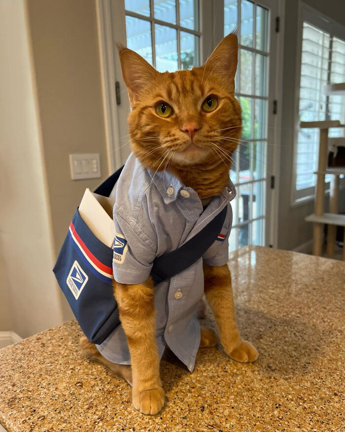 Ma'am, Us Purrstal Service, I Have A Purrcel For You