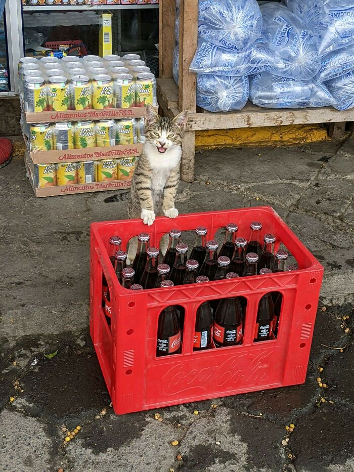 A Cat Selling Coke I Met In Guatemala