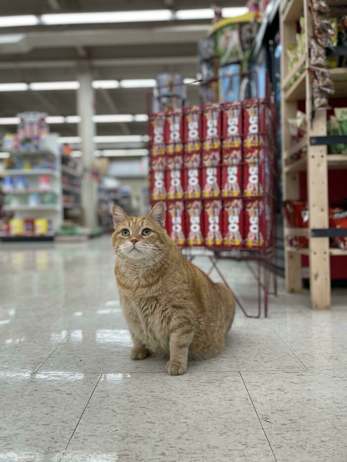 Say Hello To The Greeter At My Local Hardware Store. Name Is Tigger