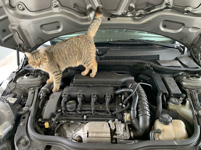 She Doesn’t Like To Get Dirty, But Piccolina Is Very Good At Diagnosing Stretched Timing Chains