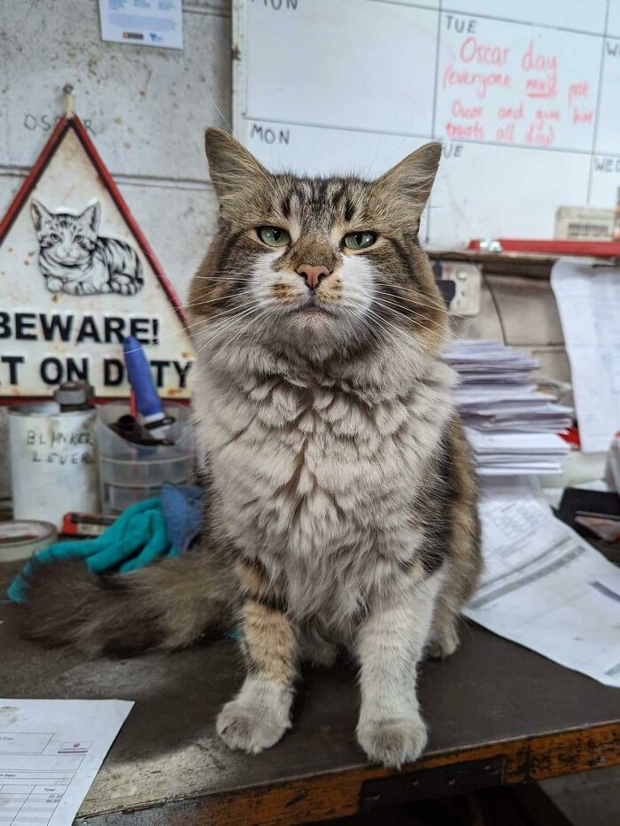 Oscar The Truck Repair Cat Would Like A Word With You …