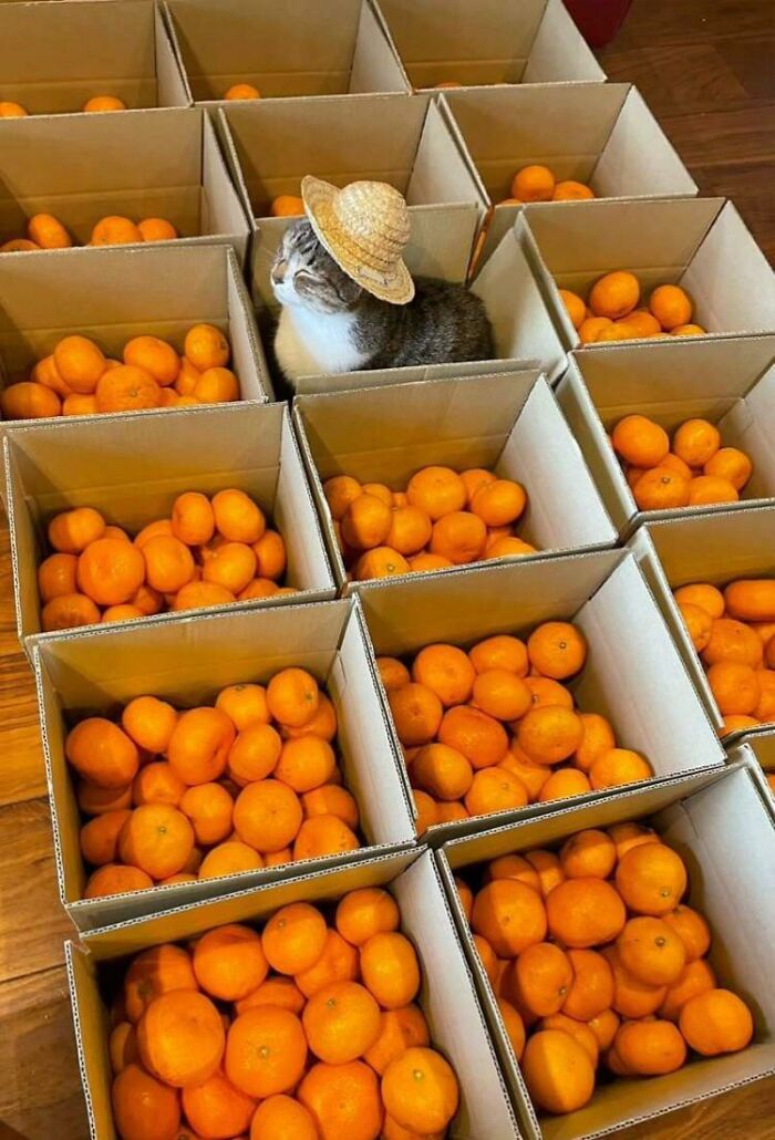 Citrus Seller