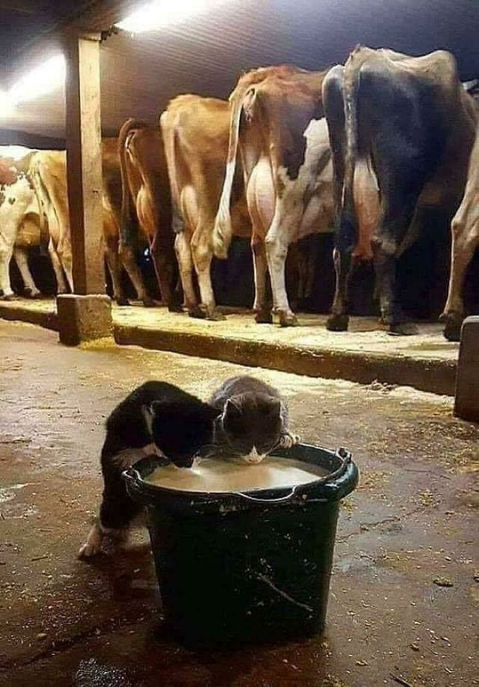 Milk Quality Inspectors