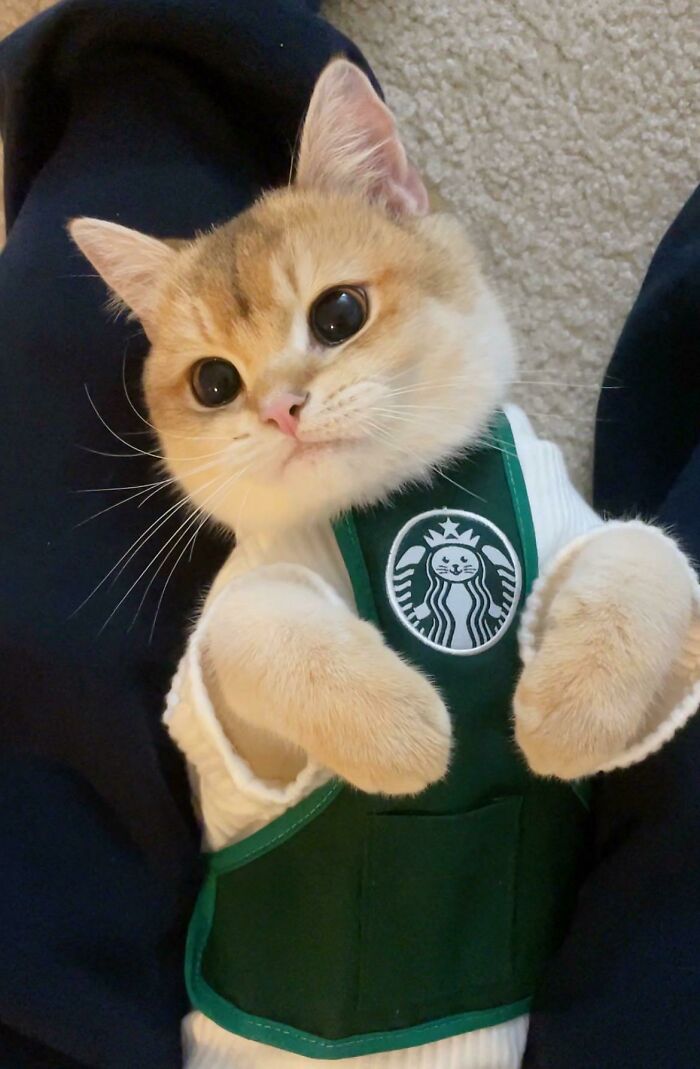 Peanut The Barista