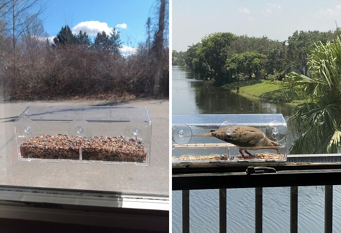 A Transparent Window Bird Feeder Turns Your Window Into A Front-Row Seat To Nature's Most Delightful Reality Show! 