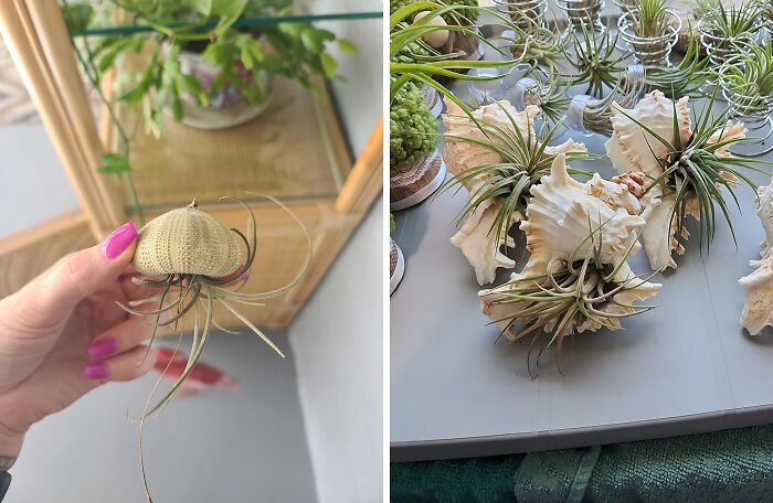  Shell Air Plant Holders Bring A Touch Of The Beach To Your Home Decor, Transforming Ordinary Air Plants Into Miniature Seaside Treasures