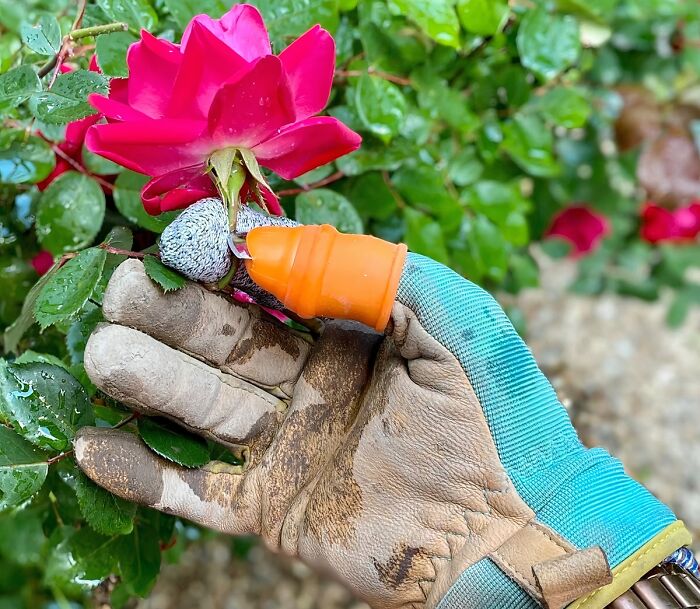 This Silicone Thumb Knife Is The Tiny Titan Of Harvesting, Making Quick Work Of Picking Berries And Flowers Without Sacrificing Your Manicure