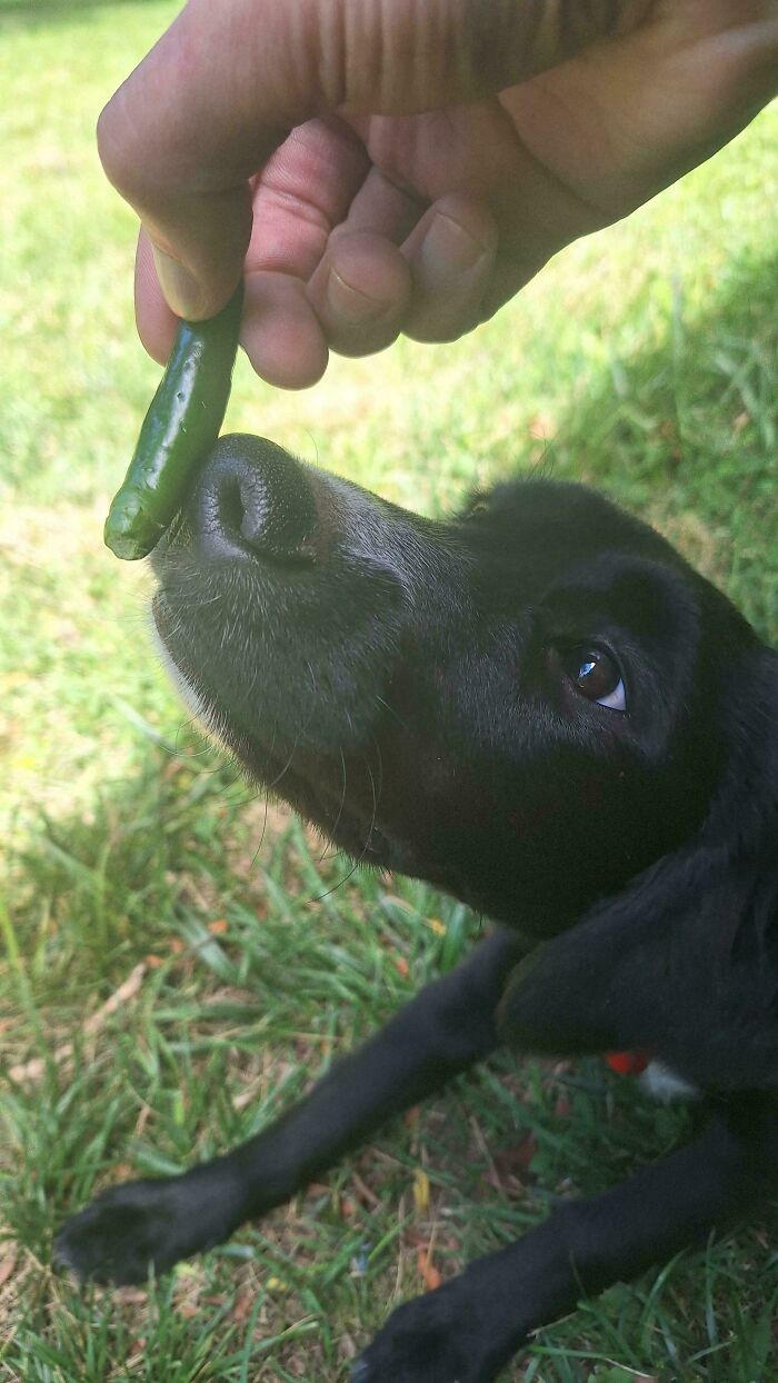 Our Puppy Will Not Stop Stealing Chili Peppers From The Garden. Note Tiny Bite Marks