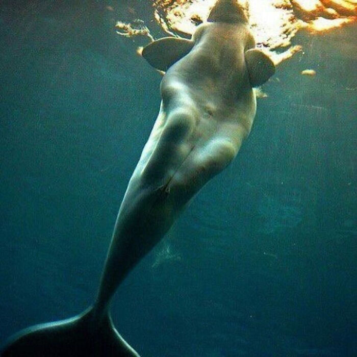 Beluga Whales Were Often Mistaken As Mermaids