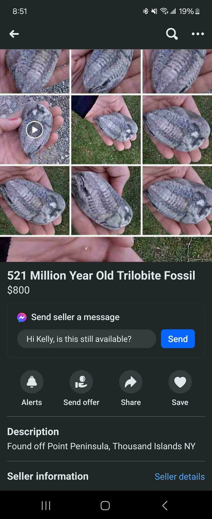 Randomly Found Fossil For The Low Low Price Of 800!