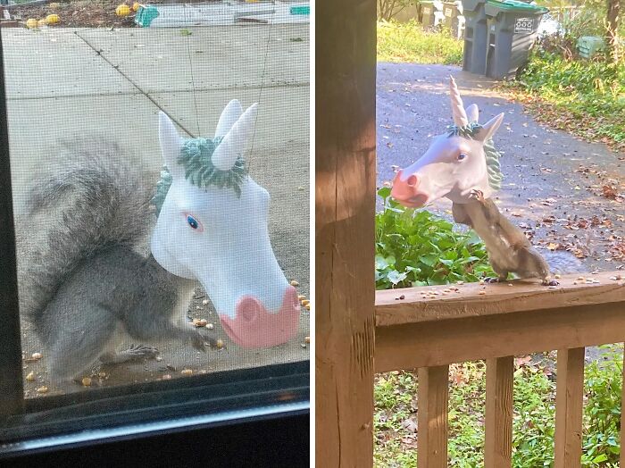 A Squirrel Feeder Unicorn Head Isn't Just A Feeder, It's A Magical Transformation Station, Turning Ordinary Squirrels Into Majestic Unicorn-Squirrels Right Before Your Eyes