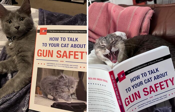 This Tongue-In-Cheek Guide, " How To Talk To Your Cat About Gun Safety", Is The Purr-Fectly Absurd Read For Any Cat Owner Who's Ever Wondered What Their Feline Friend Is Really Up To When They're Out On The Prowl