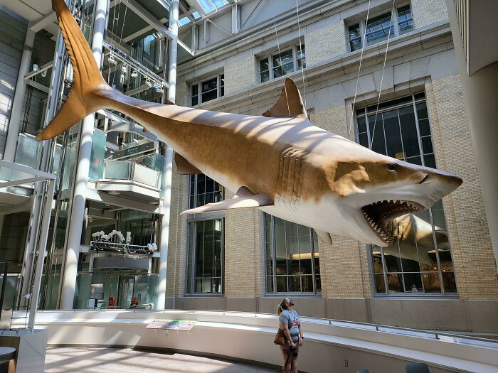 Life-Size Model Of A Megalodon Hanging At The Smithsonian Natural History Museum